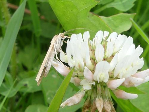 Nomophila noctuella